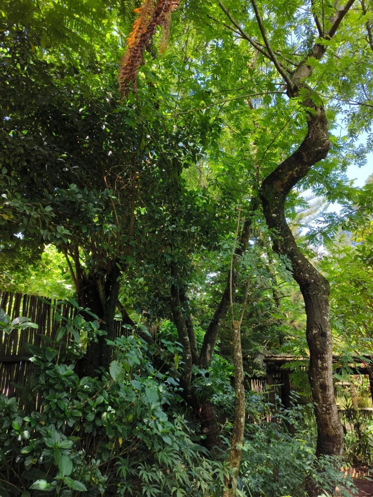 Dar Amane Guest House Graskop Esterno foto
